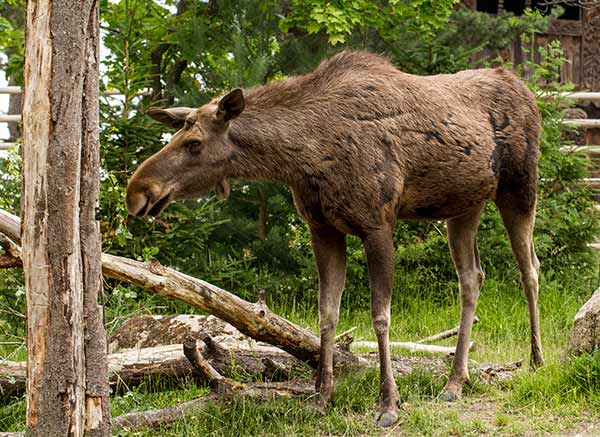 voyage-famille-suede