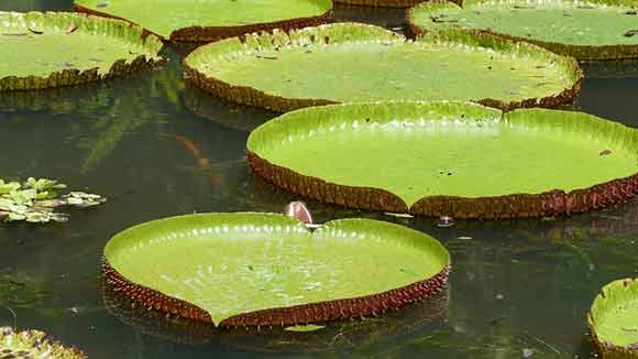 voyage-ile-maurice-en-famille
