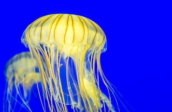 que-faire-a-la-rochelle-avec-des-enfants