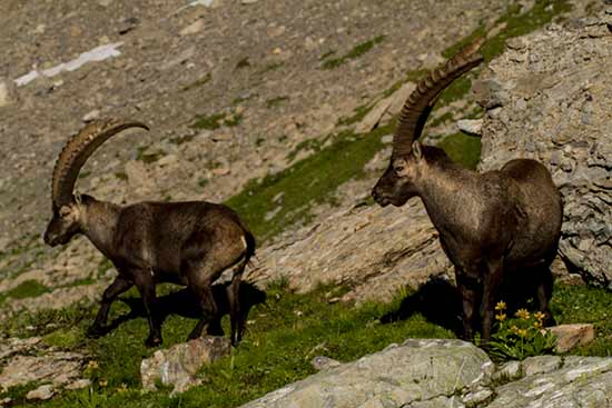 bouquetin-beaufortin