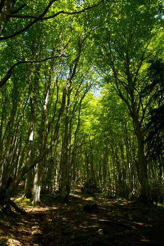 randonnée-en-famille-refuge-des-bannettes-chartreuse