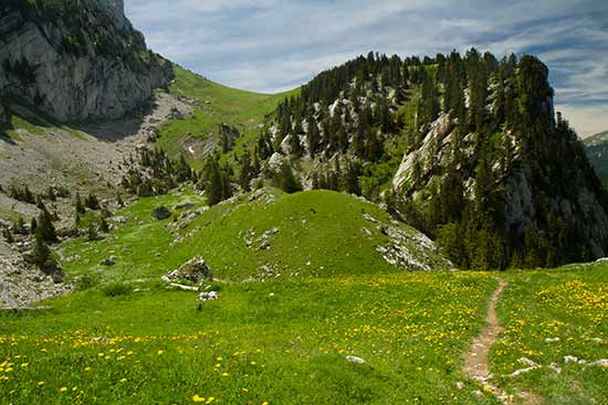 petit-som-chartreuse