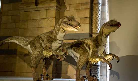 voyage-à-londres-en-famille-museum-histoire-naturelle