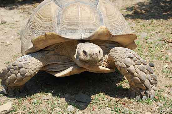 que-faire-a-perpignan-en-famille-zoo