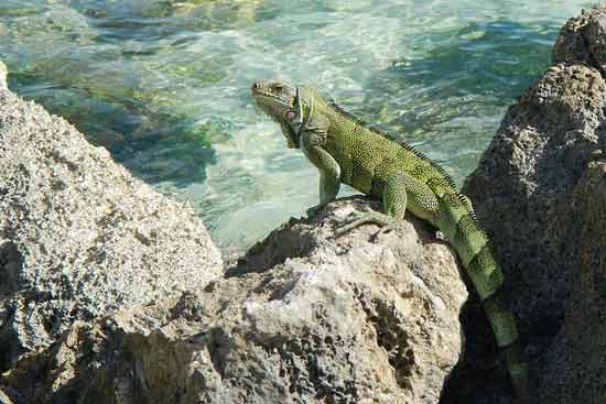guadeloupe-avec-bébé