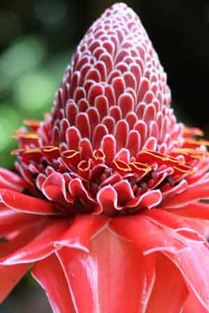 voyage-en-martinique-en-famille