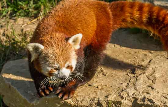 week-end-en-famille-en-provence-zoo-barben