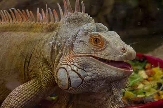 week-end-en-provence-en-famille-zoo-barben