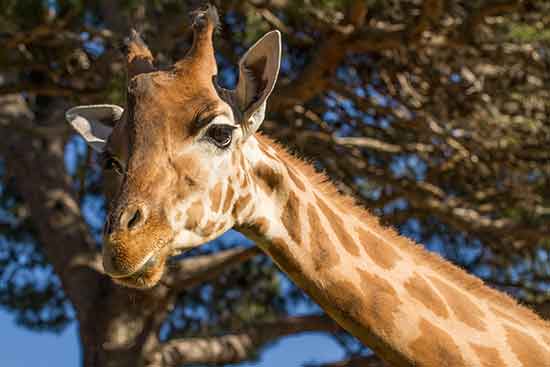 week-end-famille-provence-zoo-barben