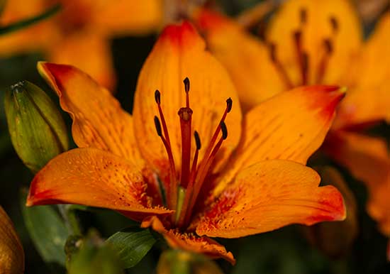 courmayeur-aiguille-du-midi-jardin-botanique-pavillon-ston