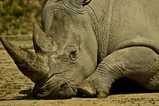 activite-famille-ardeche-zoo