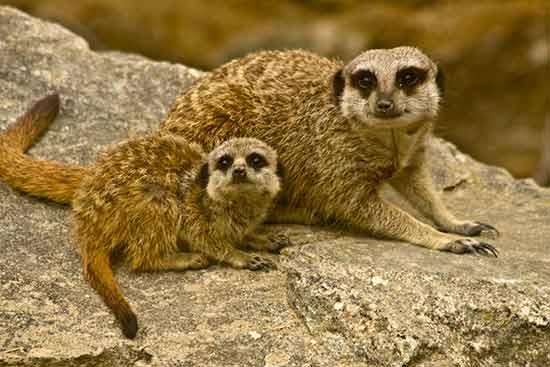 visite-ardeche-en-famille-zoo