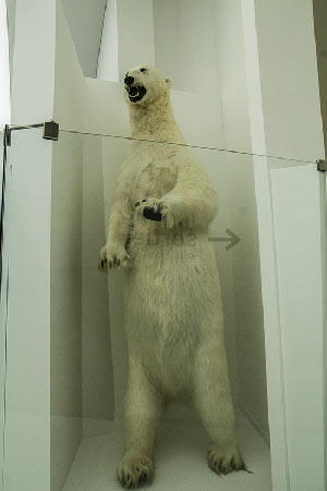 espace-des-mondes-polaires