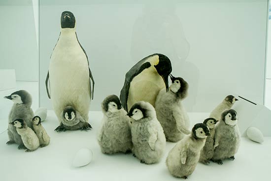 Visite de l’Espace des Mondes Polaires à Prémanon dans le Jura espace-polaire-prémanon