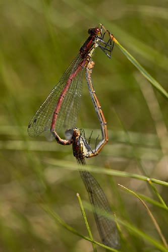 lac-de-jonquere-vers-lacs-dets-coubous