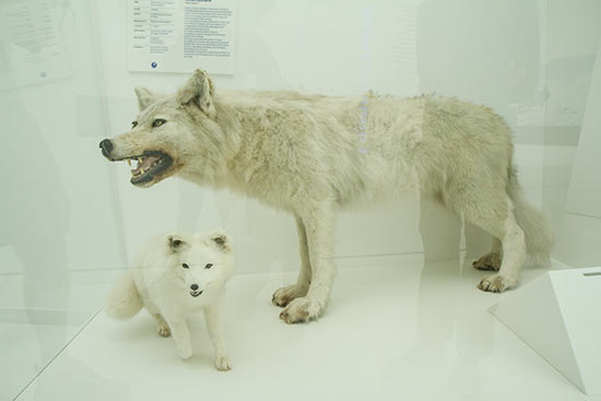 musee-du-monde-polaire