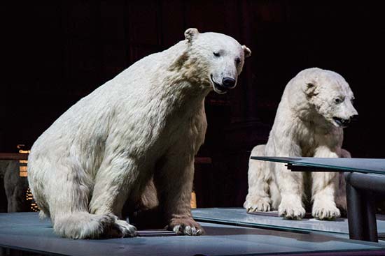 Grande Galerie de l’Evolution: une visite incontournable à Paris grande-galerie-évolution