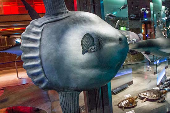 grande-galerie-evolution-visite