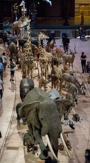 grande-galerie-evolution