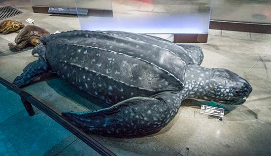 grande-galerie-museum-histoire-naturelle