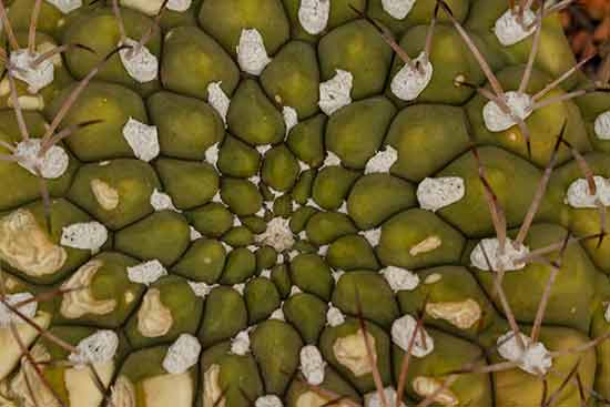 grande-serre-du-jardin-des-plantes