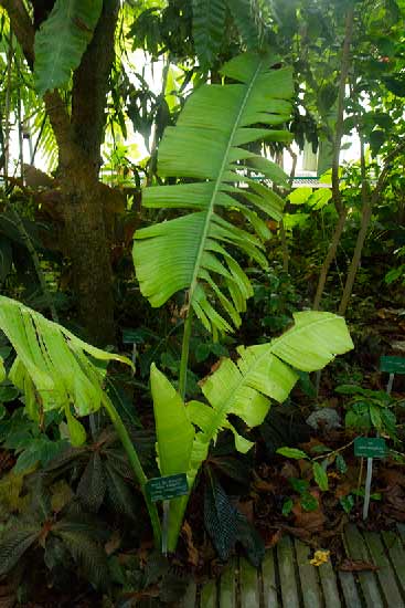 grande-serre-jardin-des-plantes