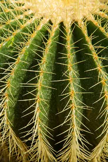 grandes-serres-jardin-des-plantes