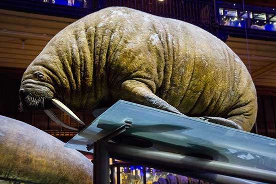 jardin-des-plantes-galerie-de-l-evolution