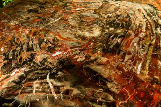 jardin-des-plantes-serre