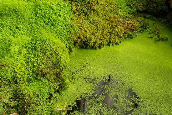 les-grandes-serres-du-jardin-des-plantes