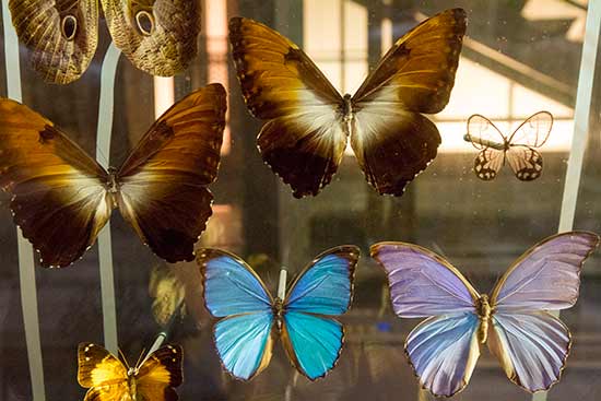 musee-de-la-grande-evolution