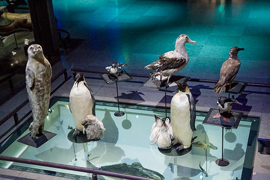 musee-galerie-evolution