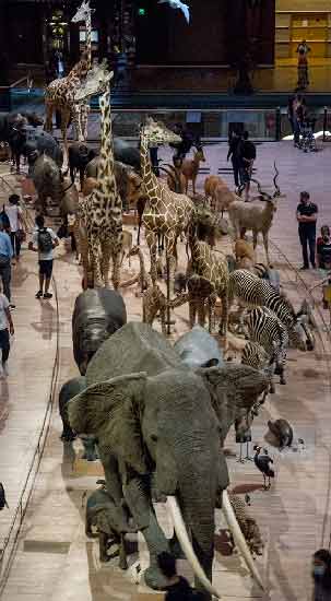 Galerie de l'Evolution avec enfants