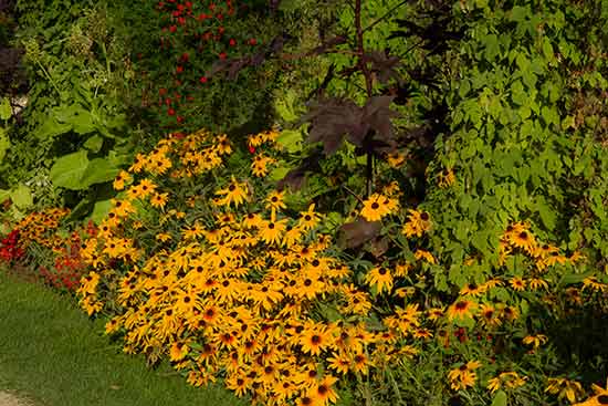 serre-du-jardin-des-plantes