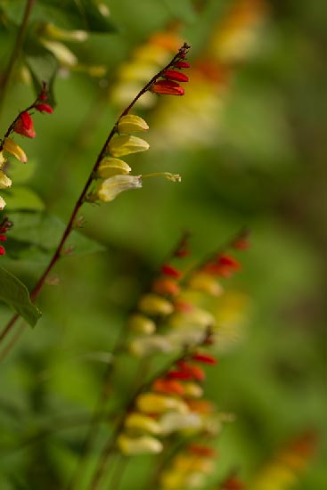 serre-jardin-des-plantes