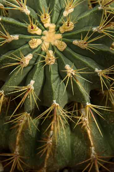 serre-tropicale-jardin-des-plantes