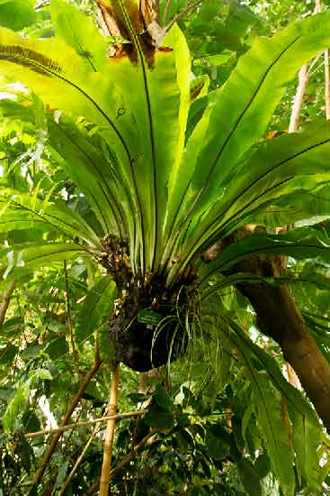 serres-du-jardin-des-plantes