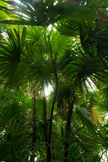 serres-jardin-des-plantes