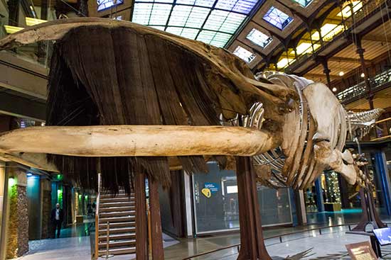 visiter-grande-galerie-évolution