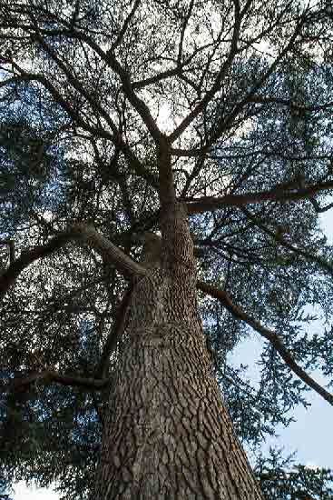 visiter-versailles-en-famille-jardins