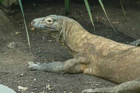 astuce-visite-zoo-beauval