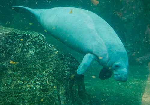 conseils-pour-visiter-le-zoo-de-beauval