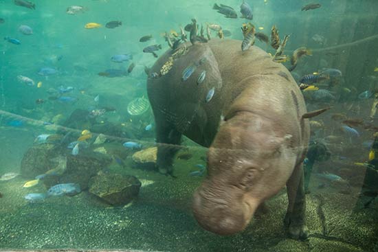 parcours-zoo-de-beauval