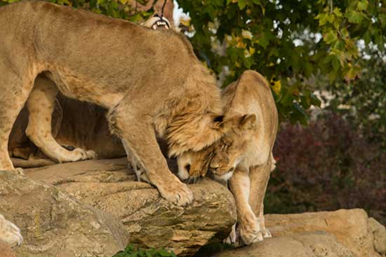visite-du-zoo-de-beauval