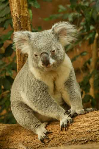 visiter-le-zoo-de-beauval