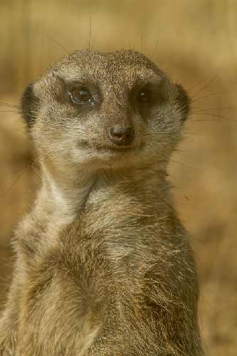 visiter-zoo-de-beauval