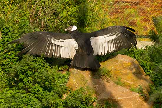 zoo-de-beauval-avec-enfants