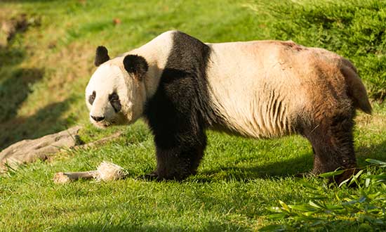 Visiter le zoo de Beauval en famille: conseils, comment préparer zoo-de-beauval-en-famille