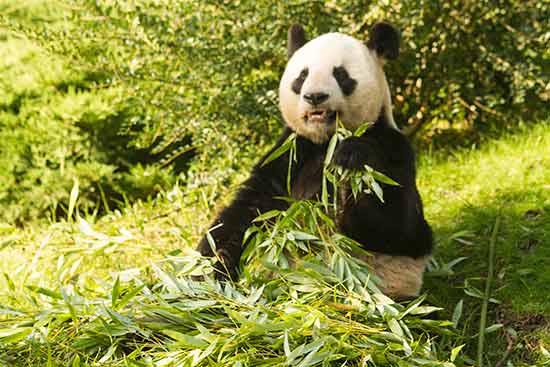 zoo-de-beauval-visite