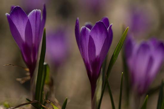 moucherotte-rando crocus